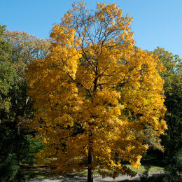 Carya ovata